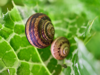 Close-up of a small snail on a leaf	