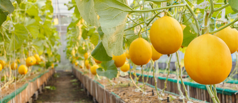 fresh organic yellow cantaloupe melon or golden melon ready to harvesting in the greenhouse at the melon farm. agriculture and fruit farm concept