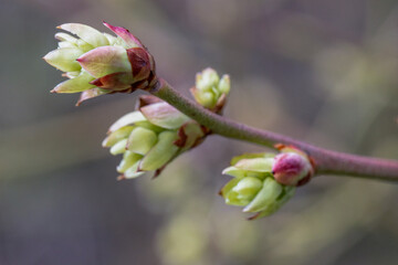 Spring, plant buds, flowers. The end of March. Central Europe. Plants wake up after winter rest. Day. Winter. - obrazy, fototapety, plakaty