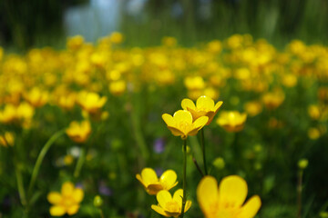 A close-up of a small yellow flower in a blurry meadow