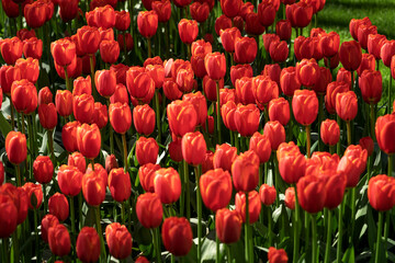 Field of bright red tulips in Holland