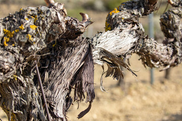 Detail of the trunk of a grapevine