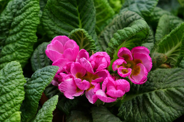 rosafarbene Primelknospe