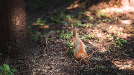 Ukraine, nature, squirrel, squirrel with a nut in his mouth, close-up
