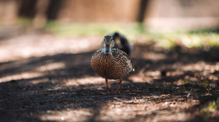 Ukraine, nature, wild duck, close-up