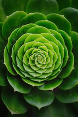 Obraz premium succulent 