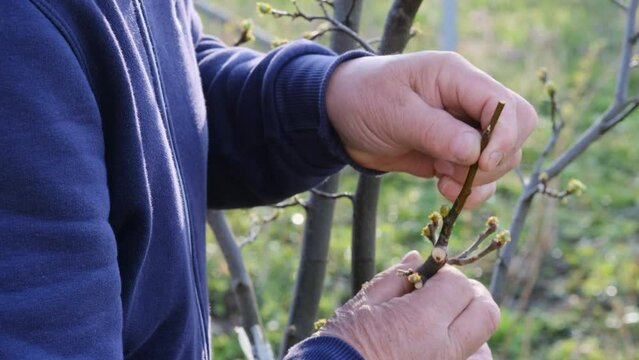 A gardener grafts tree branches in the spring with the help of grafting secateurs. Cut branch for grafting method to graft fruit tree branches in springtime.
