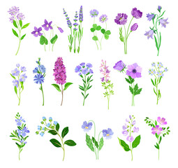 Blue and Purple Flowers on Green Stem as Meadow or Field Plant Big Vector Set