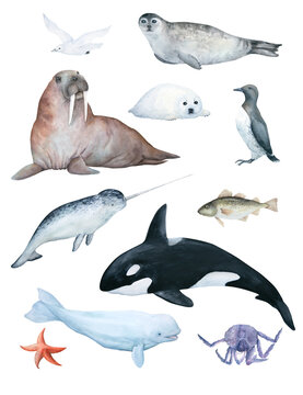 watercolor illustration set. North sea animals, birds, fishes. Orca, white whale, narwhal, cod, crab, starfish, walrus, seal, pup, seagull, guillemot isolated