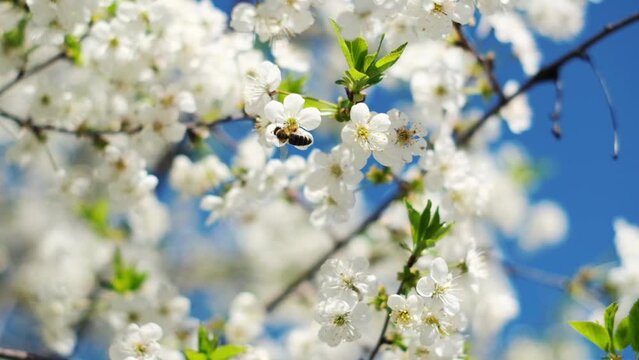 blossom in spring