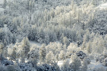 snowy landscape