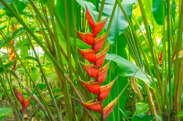 Plante exotique de Heliconia, appelé aussi faux oiseau de paradis, dans un jardin tropical en...