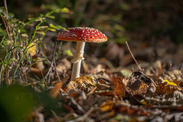 Fly agaric Amanita muscaria in a forest at fall.