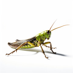 Insect Stock Image