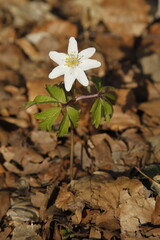 Wood anemone flower in the spring forest