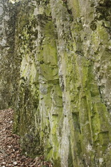 mossy rock texture