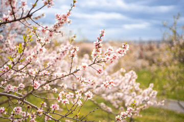 Blooming branches covered flowers, picturesque cityscape Prague in spring time. Flowering apple park Petrin in sun light. 