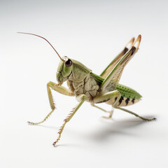 Insect Stock Image