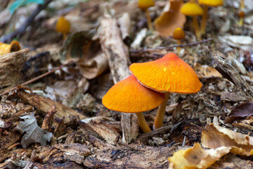 Dangerous wild mushrooms that grow in the forest