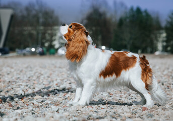 Beautiful dog in the grass background. Kavalier king charles spaniel	