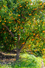 Fresh, ripe organic orange hanging on an orange tree full of with fruits in Antaly, Turkey 