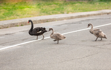 A black swan brings its cubs across the road. Newly feathered swan chicks © SNAB