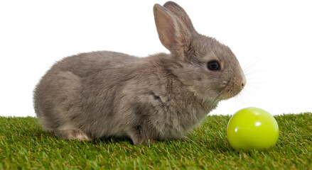 Naklejka premium Bunny with green Easter egg 