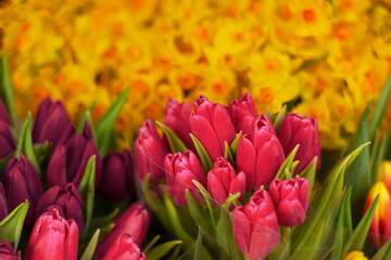pink tulips close-up on against of yellow daffodils. natural spring flowers background