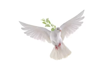 Fototapeten white dove in flight on a white background with an olive branch © fotomaster