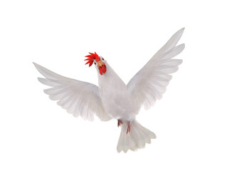 pigeon and chicken mutation isolated on white background