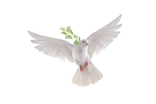 white dove in flight on a white background with an olive branch