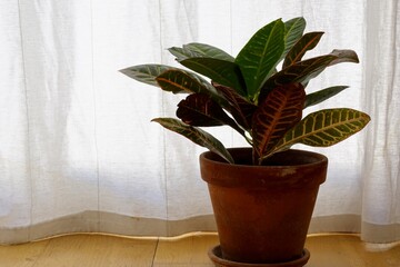 planta en maceta de barro sobre fondo blanco