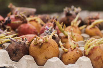 multi-colored potato tubers for planting in the ground in spring with strong sprouts