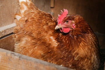 domestic chicken bird sitting in the nest, agriculture, farm, poultry farming, poultry breeding