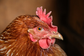 domestic chicken bird brown close-up, chicken head, beak eye comb chicken. agriculture, poultry farming