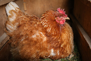 domestic chicken bird sitting in the nest, agriculture, farm, poultry farming, poultry breeding