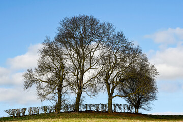 Group of trees form a natural symetrical shape in the environment of a nature reserve for conservation