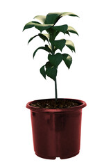 Composite image of potted plant