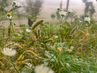 field flowers, chamomile in dew spider web