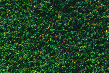 Textura background pattern fundo de folhagem folhas plantas verde natureza