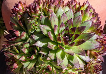 Obraz premium Succulent peeking out of a hole in a clay pot