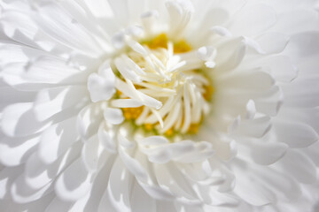 Soft photograph of a white Aster flower