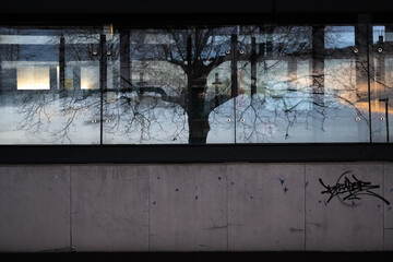 Bald tree reflected in glass facade
