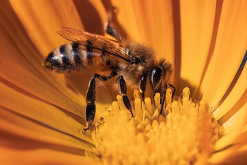 Macro of a autumn honey bee (Apis mellifera) feeding and pollinating an orange Calendula flower....