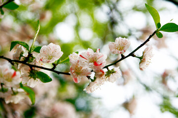 Obraz premium Cherry Blossom