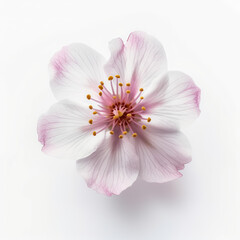 Fototapeta na wymiar Cherry blossom on white background