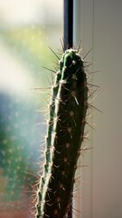 Kaktus z kolcami z odbiciem w szybie