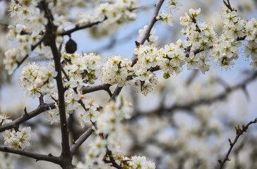 Flowers on the tree branches on a spring day. The trees blossomed. 