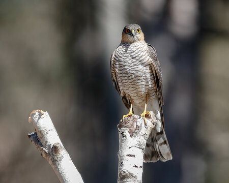 Lo sparviero o Accipiter nisus Linnaeus