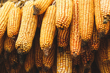 Fototapeta na wymiar Harvest heads of corn hanging in a farm for animal feed